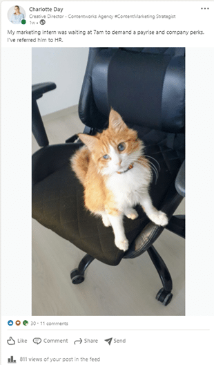 cat sitting on a chair